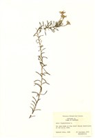 藏品(亞麻葉紫菀)的圖片